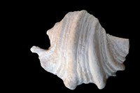 Harpagodes pelagi